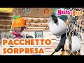 💥 Masha e Orso 🤖💖 Pacchetto sorpresa 🐼📺 Cartoni animati per bambini 💥 Nuovo episodio il 26 aprile!💥