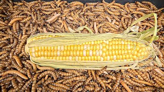 Superworms VS Corn