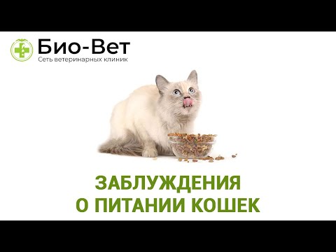 Заблуждения О Питании Кошек & Рацион Питания Кошек. Ветклиника Био-Вет