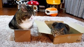小さな箱と大きな箱とまるとはな。Small box and large box and Maru&Hana.