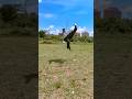 540 kick  kung fu  #taekwondokicks #instagram #shorts #trending #boxing  #fitnessmotivation #reels