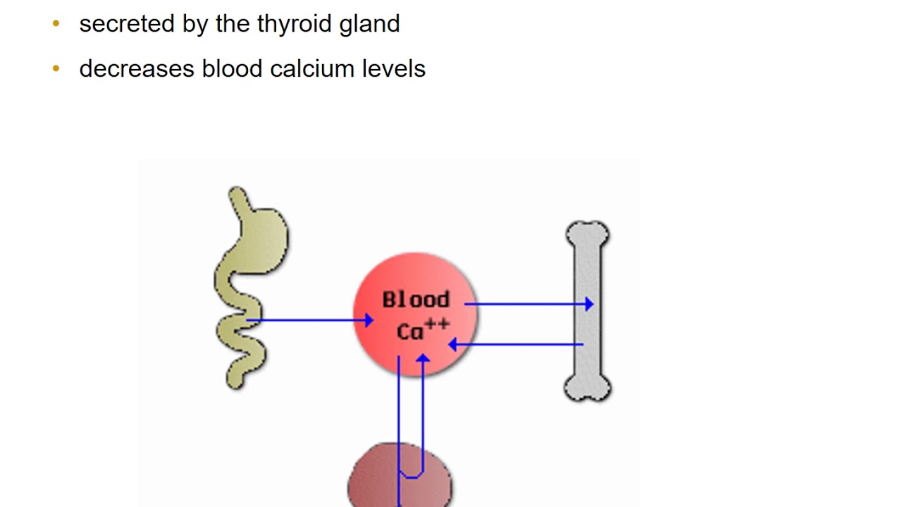 Calcium Homeostasis - YouTube