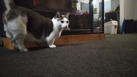 Video 3056171: munchkincat munchkins, cat munchkincat fetch, cute little munchkin cat, cute munchkin cat playing