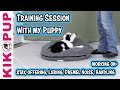 Puppy Full Length Daily Training Session