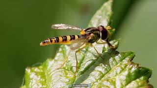 Sphaerophoria Scripta