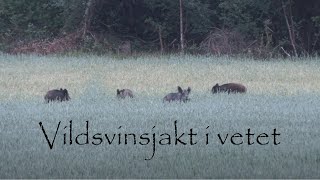 Vildsvinsjakt i vetefälten Del 1 av 2, Wild boar hunting