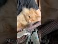 Me after any social event #cat