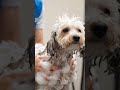 SAVED BY TECHNOLOGY! 🚁🐾 Thermal Drones Rescue Abandoned Animals! #Shorts #puppy