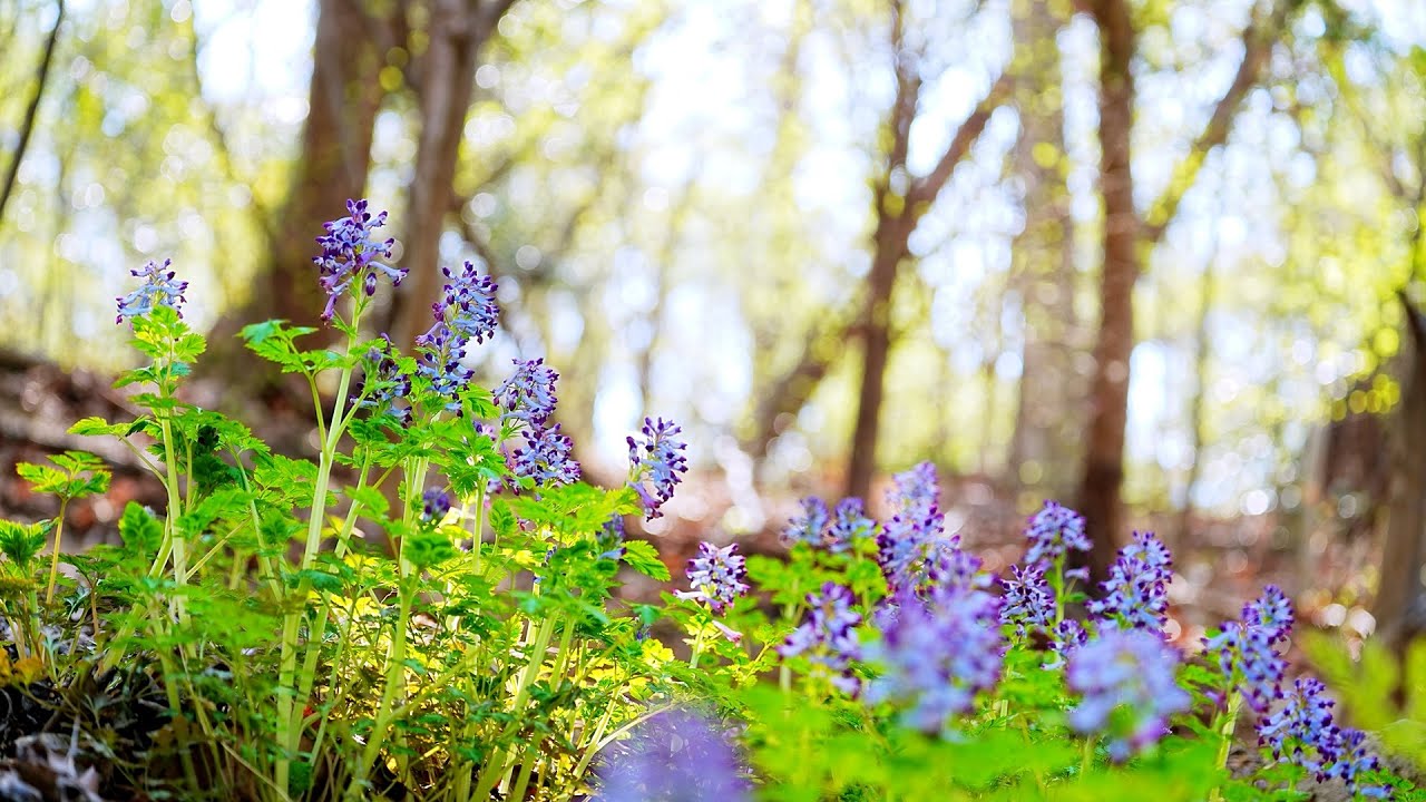 한국의 야생화 - 자주괴불주머니(Corydalis incisa)