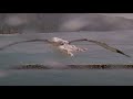 Royal Albatross Chick Shows Impressive Hovering Skills During Blustering Afternoon In New Zealand