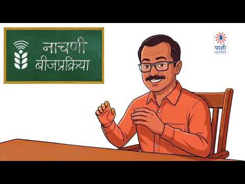नाचणी बीजप्रक्रिया
