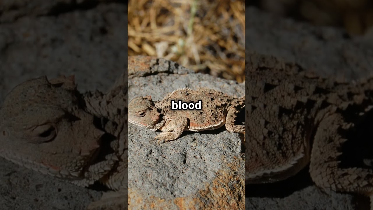 "The Most Extreme Animal Defenses in Nature 🦔💥"