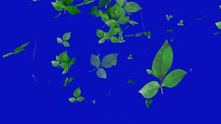 Bel Patra Leaves Falling On Blue Screen