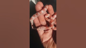 Snakes Transformation✨❤️ #shorts #tiktok