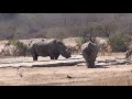 Antelopes herd passing by rhinos
