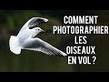 Comment photographier les oiseaux en vol (ou pas) : matériel, réglages, conseils PHOTO