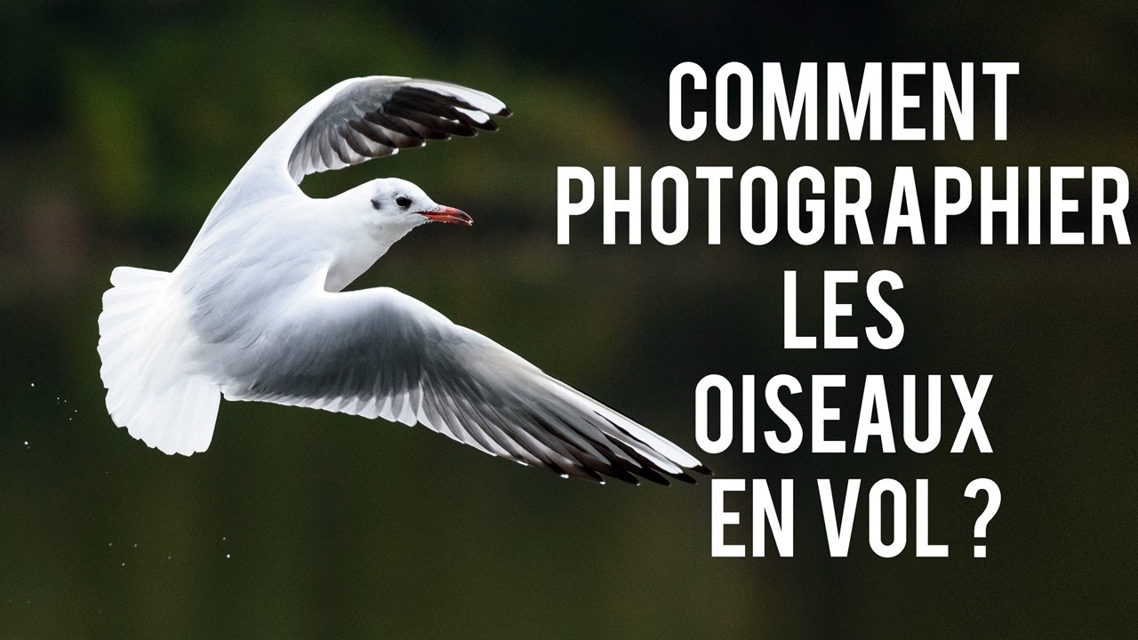 Comment Photographier Les Oiseaux En Vol Ou Pas Matériel Réglages Conseils Photo