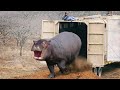 Watch these animals being freed for the first time  emotional moments 