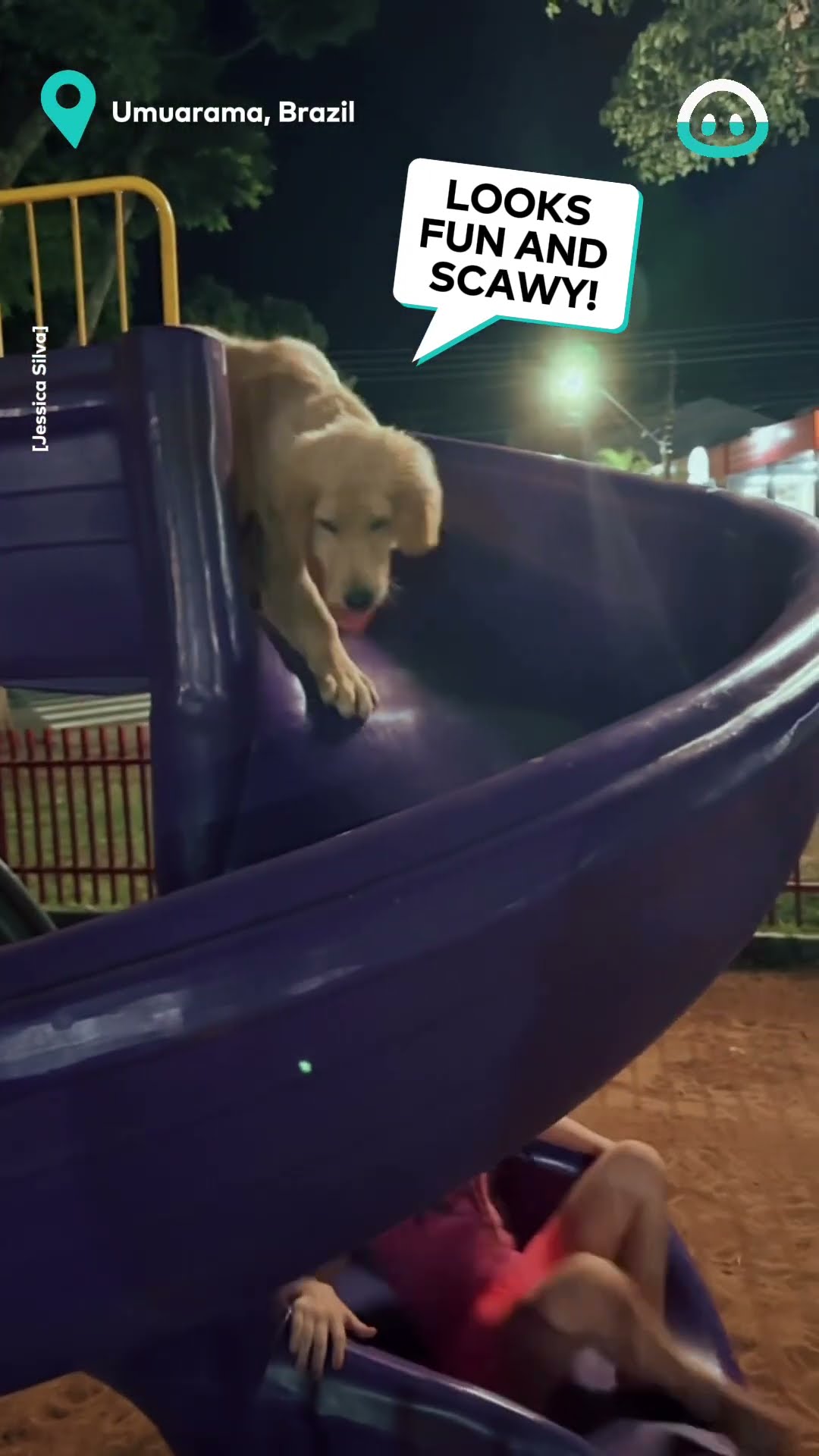 Dog Loves Slide || ViralHog