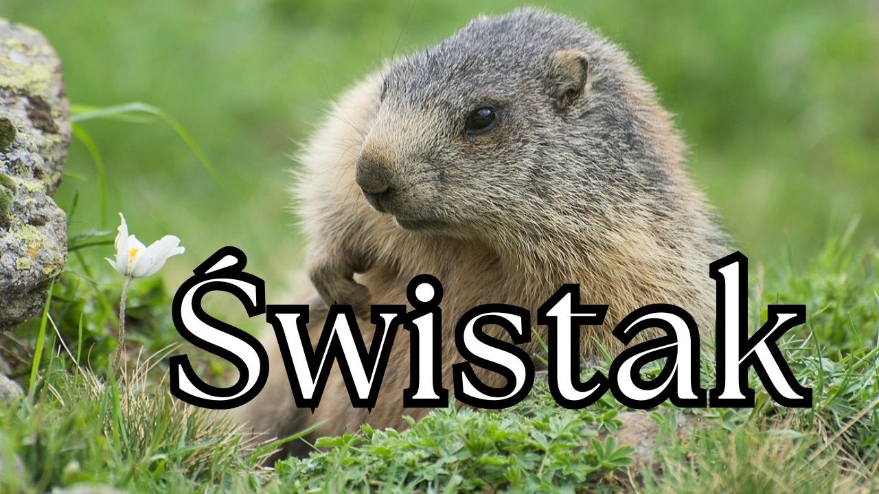 Największa Wiewiórka świata - Czyli Opowieść o Świstaku | Podcast o Zwierzętach nr 25