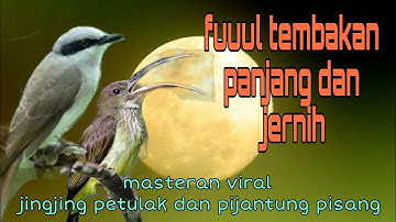 Masteran burung lombahan paling viral jingjing petulak dan pijantung pisang