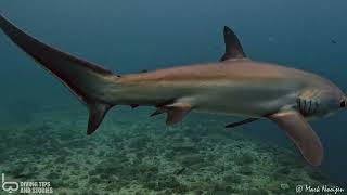 Thresher sharks @ Malapascua, The Philippines