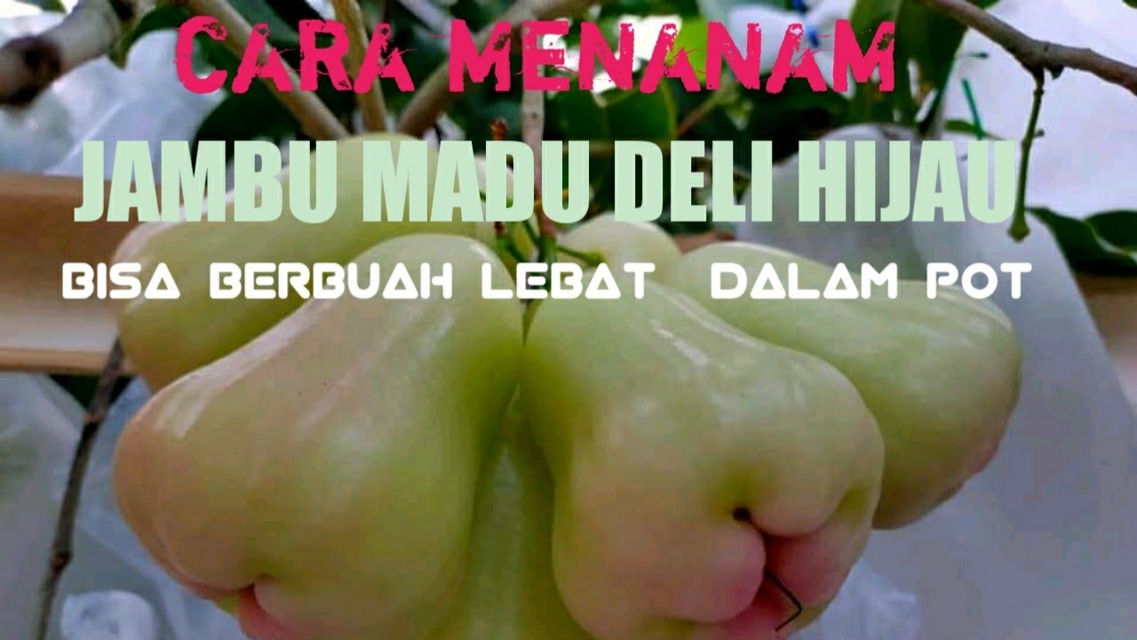 cara menanam jambu madu deli dalam pot agar cepat berbuah