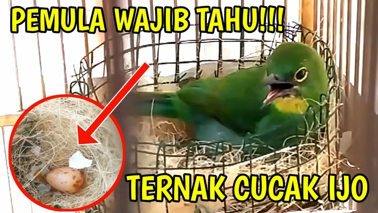 TERNAK CUCAK IJO MUDAH!! - PERAWATAN CARA TERNAK BURUNG CUCAK IJO