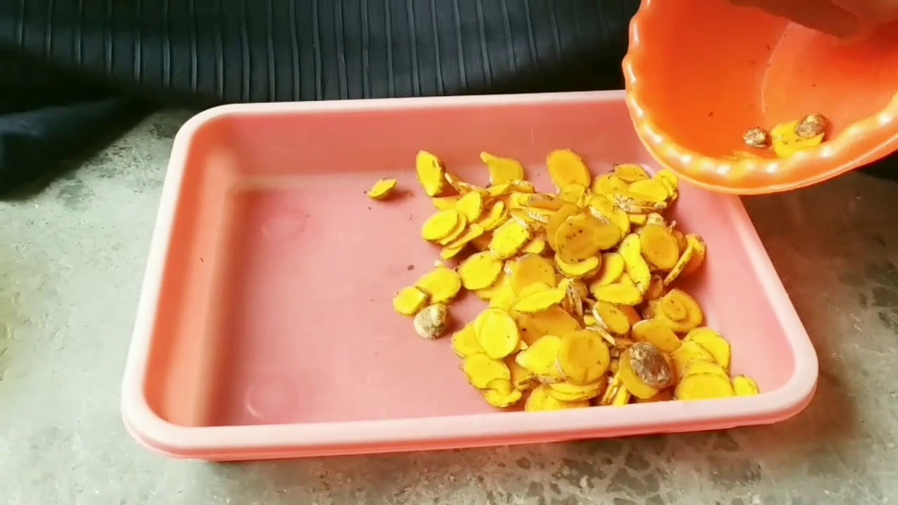 Pengeringan Jahe dan Kunyit 