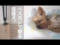 保護犬が自分のベスポジで寝る姿が天使でした。【Day60】