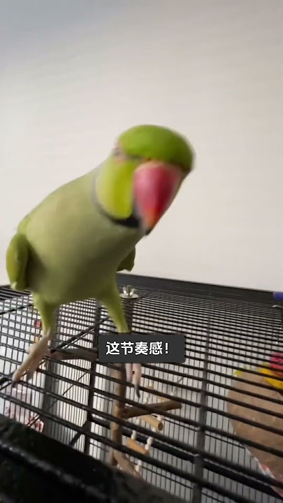 cookie cookie dance parrot #animals #bird #pet #parrot parrot #ringneckparrot #dance