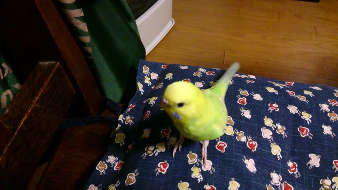 インコ グーグー鳴く Youtube