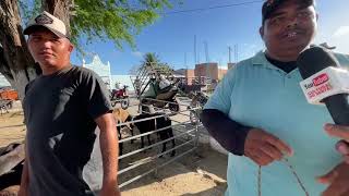 Feira de Ovelhas e Suínos em São José da Tapera - AL 16 - 05 - 2026 #nordeste 