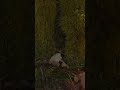 short moss hanging loop