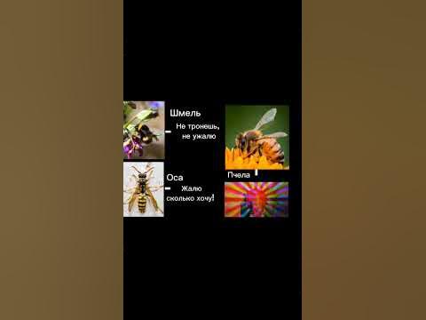 #мем #пчела #оса #шмель - YouTube