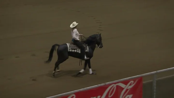 Morgan horse reining.  Full Lippitt Morgan stallion.