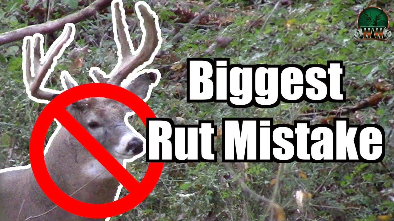 Deer Rut Stupid YOU'RE HUNTING THE RUT WRONG! #1 Mistake During the Rut | Deer Hunting ...