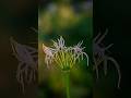 Magical Lightroom Edits: Watch Photos Transform Instantly!