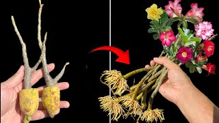 Adenium propagation will become simple if you know these methods