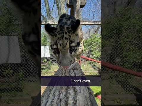 Videó: Pet Scoop: Rare Clouded Leopard született, Duchess Kate Pins Shamrocks az ír kutyán