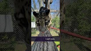 Meeting Dzi the Clouded Leopard at the Nashville Zoo @zoonashville