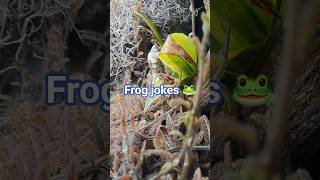 Why frogs are such happy creatures 🐸