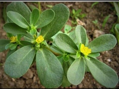 Purslane,  vegetable or weed, keep it or remove it?