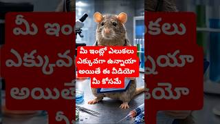 🐀ఎలుకల పైననే ప్రయోగాలు ఎందుకు చేస్తారు?🤔#AnimalTesting#LabRats#ScientificResearch#WhyAnimalTesting
