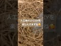 2026. 4.14迄のリフォーム作業進行度#つばめ #diy #ツバメの巣 #頑張ってるね#大家さん