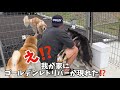 突然現れたゴールデンレトリバーを招き入れる柴犬とハスキーが凄すぎました