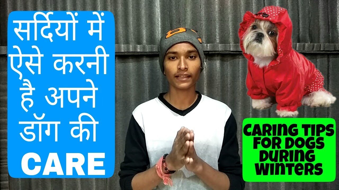 How to take care of dogs during winter season (Hindi) | Pet care | obedience dog training sydney