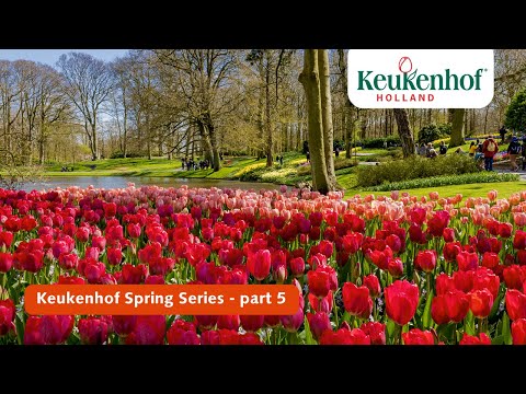 Keukenhof Spring Series part 5 | Keukenhof 2021🌷