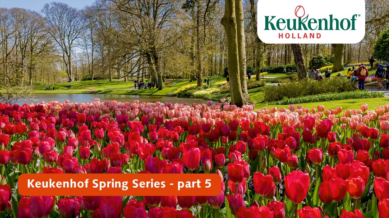 Keukenhof Gardens Best Time To Visit 2018 Fasci Garden