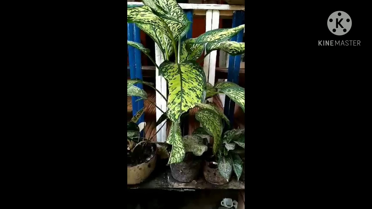 Flowers my stress reliever YouTube